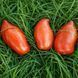 STRIPED ROMAN BIO TOMATO