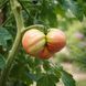 WESTERLUND 1-26 TOMATO