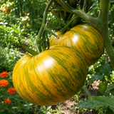 BABYLONS GLOW TOMATO