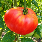 DWARF SONROJO MONSTER TOMATO