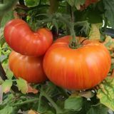 DWARF DSA TOMATO