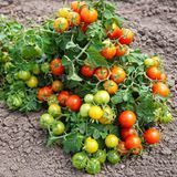 ROOM PEARL TOMATO