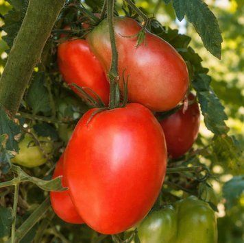 KALMAN&rsquo;S HUNGARIAN PINK TOMATO