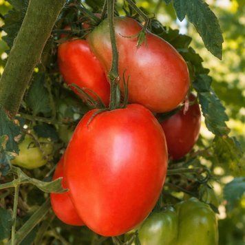 KALMAN&rsquo;S HUNGARIAN PINK TOMATO