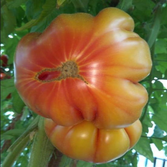 OLD FLAME POMIDOR