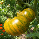 BABYLONS GLOW TOMATO