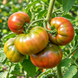 PIERCE'S PRIDE TOMATO
