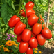 EIFFEL TOWER TOMATO