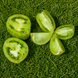 ZIELONA PAPRYKA (GREEN BELL PEPPER)