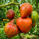 BELEZZA VIOLA TOMATO
