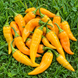 AJI HABANERO