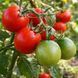 BELARUSIAN EARLY TOMATO