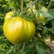 EVERGREEN TOMATO