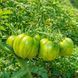 GREEN BELL PEPPER TOMATO