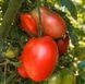 KALMAN&rsquo;S HUNGARIAN PINK TOMATO