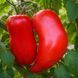 POLISH TOMATO