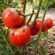 WEST VIRGINIA STRAW TOMATO