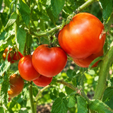 REINHARD'S CHOCOLATE HEART TOMATO
