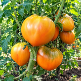 DWARF OCHRE HEART TOMATO