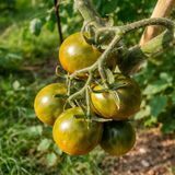 EVIL OLIVE TOMATO