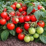 MICRO DWARF ROSY FINCH TOMATO