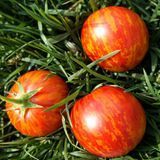 TIGRETTE CHERRY RED TOMATO