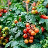 TINY TIM TOMATO