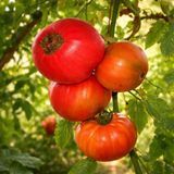 WEST VIRGINIA SWEET MEAT TOMATO