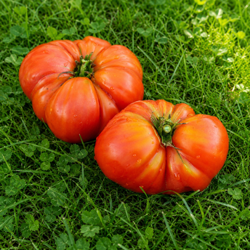 KLARA TOMATO