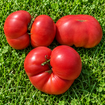 CAPTIVATING AMETHYST PINK TOMATO