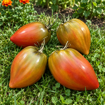 HEART OF WILD MOOSE TOMATO
