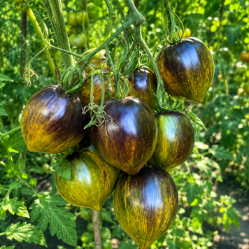OCHRE VEIL TOMATO