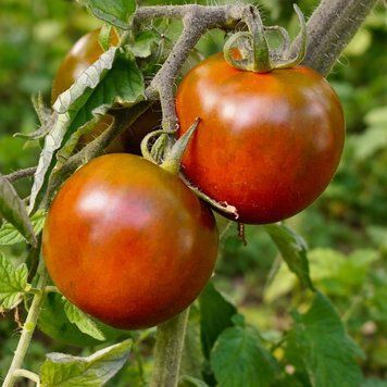 PIGLET WILLIE'S FRENCH BLACK TOMATO