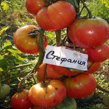 STEPHANIA TOMATO
