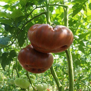 WONDROUS WONDER TOMATO