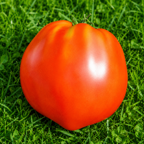 MAYO'S DELIGHT TOMATO