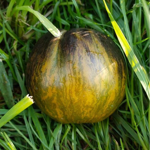OCHRE VEIL TOMATO