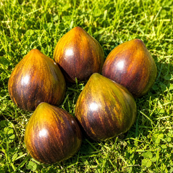 OCHRE VEIL TOMATO