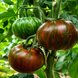 LARGE RED AND BLACK BOAR TOMATO