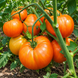 DWARF CHOEMATO TOMATO