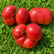CAPTIVATING AMETHYST PINK TOMATO