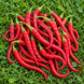 LANGER CAYENNE JOE (CAYENNE LONG JOE)
