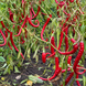 LANGER CAYENNE JOE (CAYENNE LONG JOE)