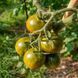 EVIL OLIVE TOMATO