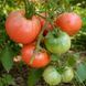 JAPANESE RED CRAB TOMATO