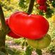 KARKIANO TOMATO