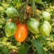 LUC FICHOISE TOMATO