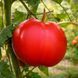 MAYO'S DELIGHT TOMATO
