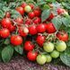 MICRO DWARF ROSY FINCH TOMATO