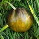 OCHRE VEIL TOMATO